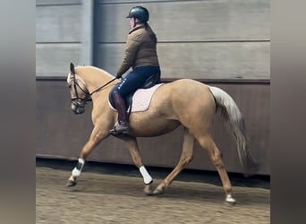 Palomino, Jument, 4 Ans, 152 cm, Palomino