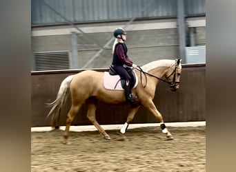 Palomino, Jument, 4 Ans, 152 cm, Palomino