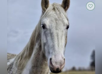 Palomino, Jument, 4 Ans, 158 cm, Palomino