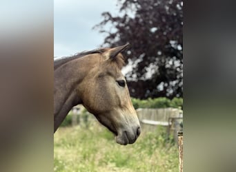 Palomino, Jument, 4 Ans, 160 cm, Buckskin
