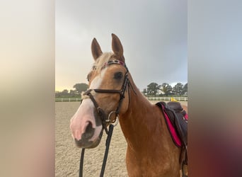 Palomino, Jument, 4 Ans, 162 cm, Palomino