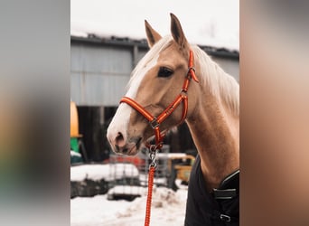 Palomino, Jument, 4 Ans, Palomino