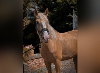 Palomino, Jument, 4 Ans, Palomino
