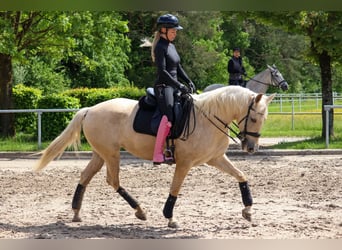 Palomino, Jument, 5 Ans, 162 cm, Palomino
