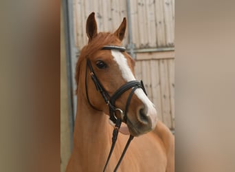 Palomino, Jument, 6 Ans, 145 cm, Alezan