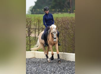 Palomino, Jument, 7 Ans, 142 cm, Palomino