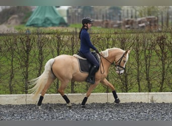 Palomino, Jument, 7 Ans, 142 cm, Palomino