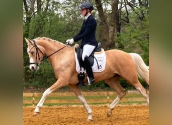 Palomino, Jument, 8 Ans, 148 cm, Palomino