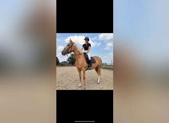 Palomino Mix, Klacz, 11 lat, 160 cm, Izabelowata