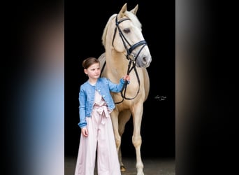 Palomino, Klacz, 14 lat, 143 cm, Izabelowata