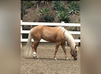 Palomino, Klacz, 16 lat, 142 cm, Izabelowata