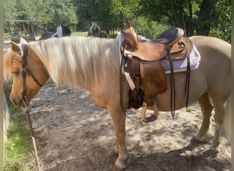 Palomino, Klacz, 18 lat, 135 cm, Izabelowata