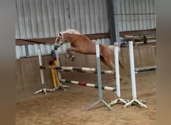 Palomino, Klacz, 19 lat, 143 cm, Izabelowata