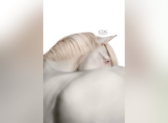 Palomino, Klacz, 4 lat, 135 cm, Perlino