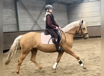 Palomino, Klacz, 4 lat, 152 cm, Izabelowata