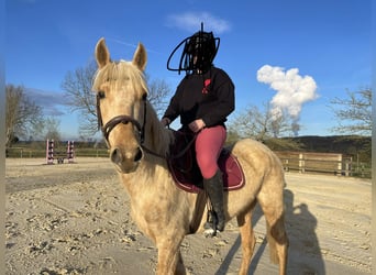Palomino, Klacz, 4 lat, 155 cm, Izabelowata