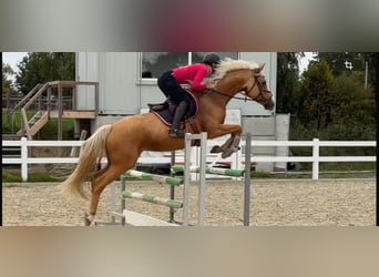 Palomino, Klacz, 4 lat, 162 cm, Izabelowata