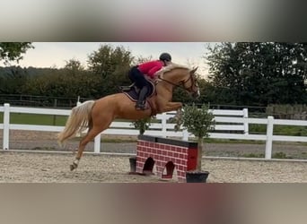 Palomino, Klacz, 4 lat, 162 cm, Izabelowata