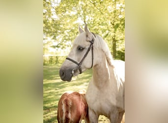 Palomino, Klacz, 4 lat, 168 cm, Perłowa