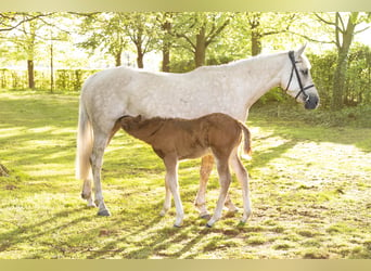 Palomino, Klacz, 4 lat, 168 cm, Perłowa