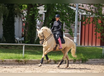 Palomino, Klacz, 5 lat, 162 cm, Izabelowata