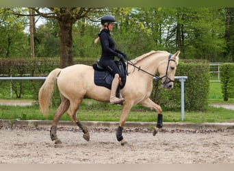 Palomino, Klacz, 5 lat, 162 cm, Izabelowata