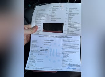 Palomino, Klacz, 6 lat, 115 cm, Izabelowata