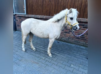 Palomino, Klacz, 6 lat, 115 cm, Izabelowata
