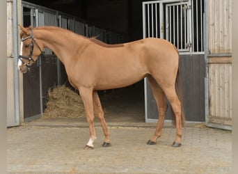 Palomino, Klacz, 6 lat, 145 cm, Kasztanowata