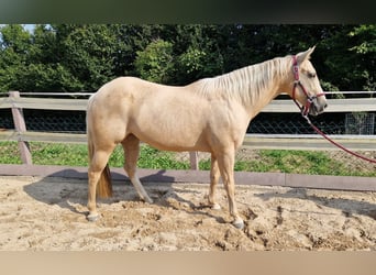 Palomino, Klacz, 6 lat, 148 cm, Izabelowata