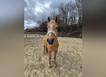 Palomino, Klacz, 7 lat, 140 cm, Izabelowata