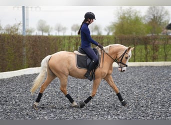 Palomino, Klacz, 7 lat, 142 cm, Izabelowata