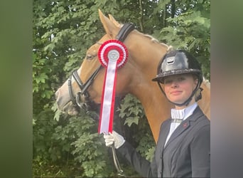 Palomino, Klacz, 9 lat, 148 cm, Izabelowata