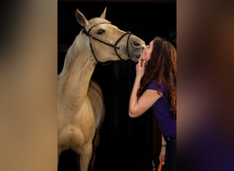 Palomino, Klacz, 9 lat, 148 cm, Izabelowata