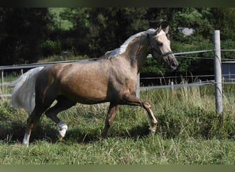 Palomino, Klacz, 9 lat, 163 cm, Izabelowata