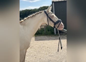 Palomino, Mare, 14 years, 15 hh, Perlino