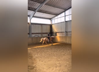 Palomino, Mare, 19 years, 14 hh, Palomino