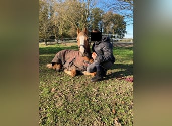 Palomino, Mare, 19 years, 14 hh, Palomino