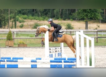 Palomino, Mare, 19 years, 14 hh, Palomino