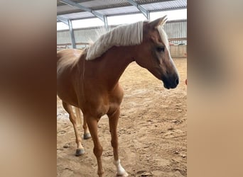 Palomino, Mare, 19 years, 14 hh, Palomino