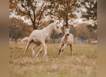 Palomino, Mare, 1 year, 15.1 hh, Buckskin