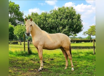 Palomino, Stute, 1 Jahr, 16 hh, Palomino