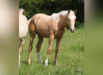 Palomino, Mare, 1 year