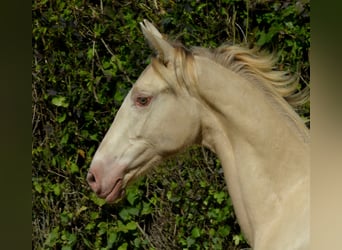 Palomino, Mare, 1 year, Pearl