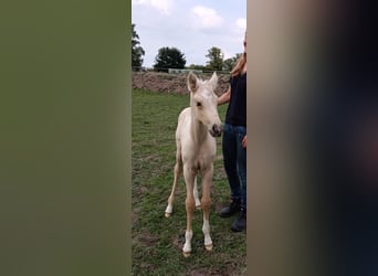 Palomino, Mare, 2 years, 15.1 hh, Palomino