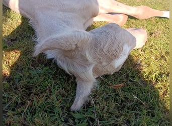 Palomino, Mare, 2 years, 15,1 hh, Palomino