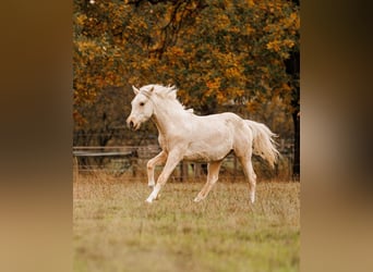 Palomino, Mare, 2 years, 15,1 hh, Palomino