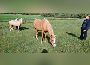 Palomino, Mare, 2 years, 16 hh, Palomino