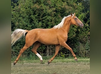 Palomino, Mare, 3 years, 16 hh, Palomino