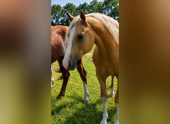 Palomino, Mare, 3 years, Palomino